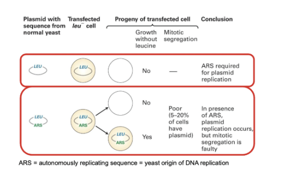 <ul><li><p>Use a circular DNA molecule (ex. budding yeast) carrying a gene coding for an enzyme for the synthesis of leucine, which is transformed in mutant cells incapable of synthesizing leucine.</p></li><li><p>In cells that cannot produce leucine, no colonies are obtained</p></li></ul><p></p>