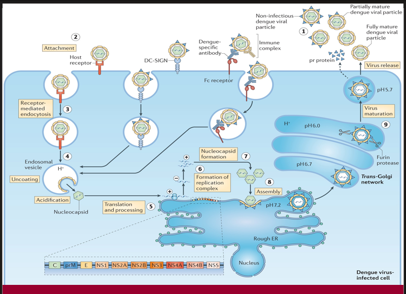 <p>A proteolytic enzyme cleaves prM protein in the Golgi apparatus, converting the virus into its infectious form.</p>