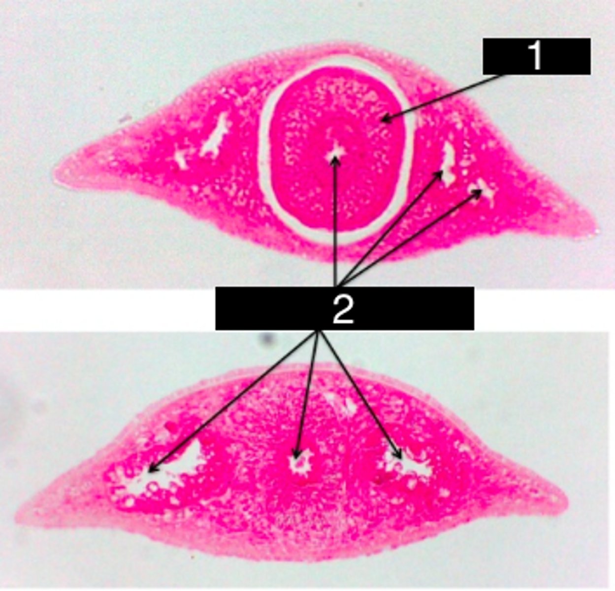 <p>Planaria<br>1 = Pharynx<br>2 = Gastrovascular cavity</p>
