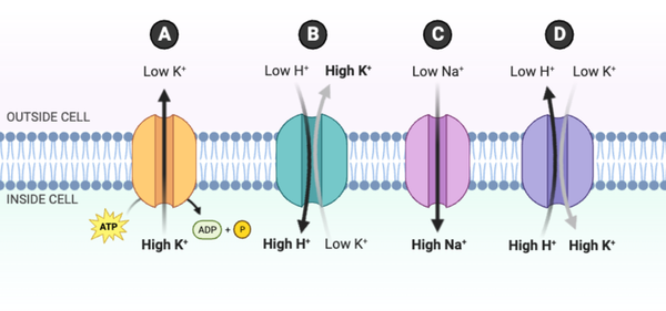 <p>For which protein is the transport process accurately represented?</p><ul><li><p><span>a. Protein A</span></p></li><li><p><span>b. Protein B</span></p></li><li><p><span>c. Protein C</span></p></li><li><p><span>d. Protein D&nbsp;</span></p></li></ul><p></p>