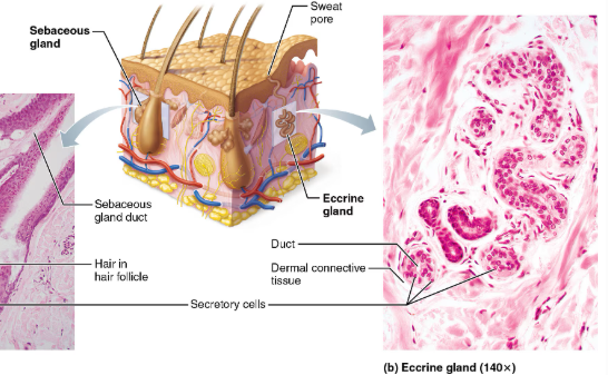 <p>Eccrine(merocrine)</p>