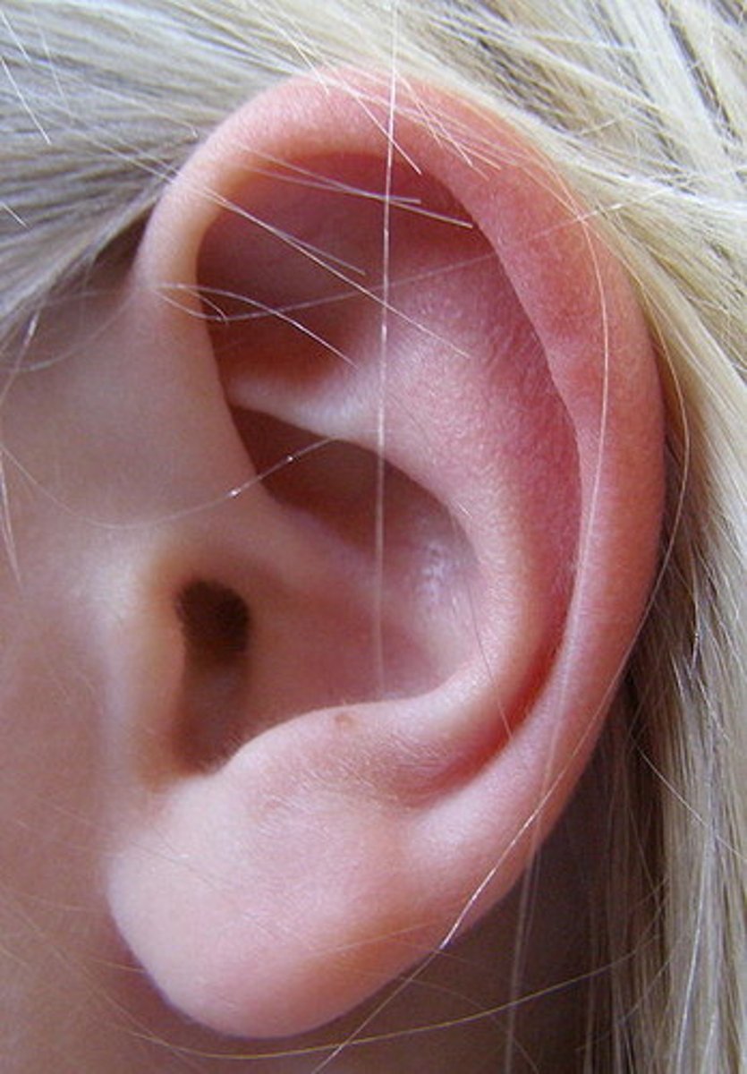<p>ear</p>