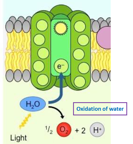 <p>describe photolysis of water</p>