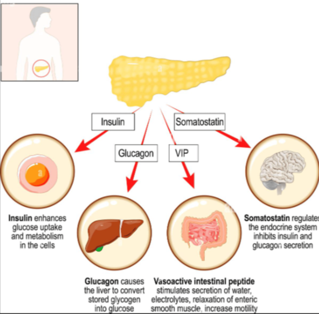 <p>Somatostatin (D cell produced)</p>