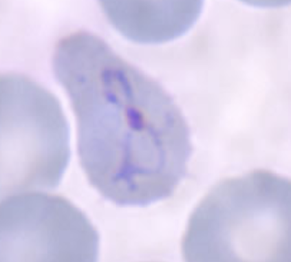 <p>What organism is this? How can you tell?</p>
