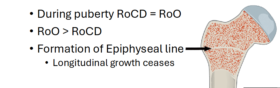 <p>During puberty RoCD = RoO</p><p>RoO &gt; RoCD</p><p>Formation of Epiphyseal line</p><ul><li><p>Longitudinal growth ceases</p></li></ul><p></p>
