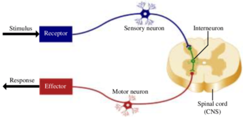 <p>From receptors to the central nervous system</p>