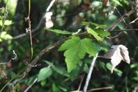 <p>Leaves have serrated margins, samara fruit</p>