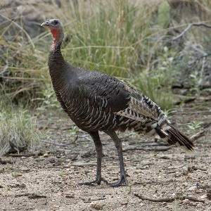 <p><em>Merriam’s </em>Wild Turkey</p><p>(hen pictured here)</p>