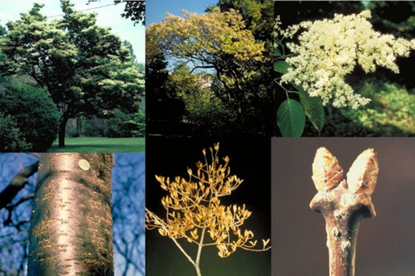 <p>Oleaceae Syringa reticulata</p>