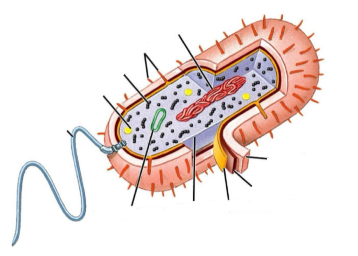 <p>Label the following structure on the bacteria (chromosomes, capsule, cell wall, plasma membrane, cytosol, ribosomes, food granule, flagella, plasmid, pili)</p>