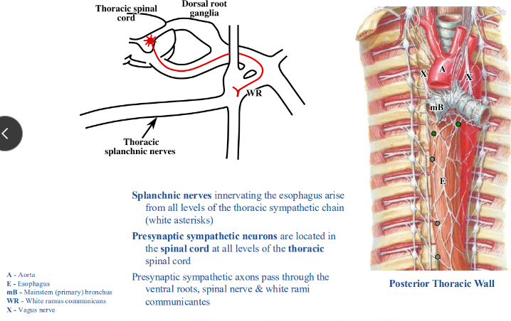 <p>-splanchnic nerves innervating esophagus arise from all levels of the thoracic sympathetic chain (white asterisks)</p><p>-presynaptic sympathetic neurons located in spinal cord at all levels of thoracic spinal cord</p><p>-presynaptic sympathetic axons pass through the ventral roots, spinal nerve, and white rami communicantes</p>