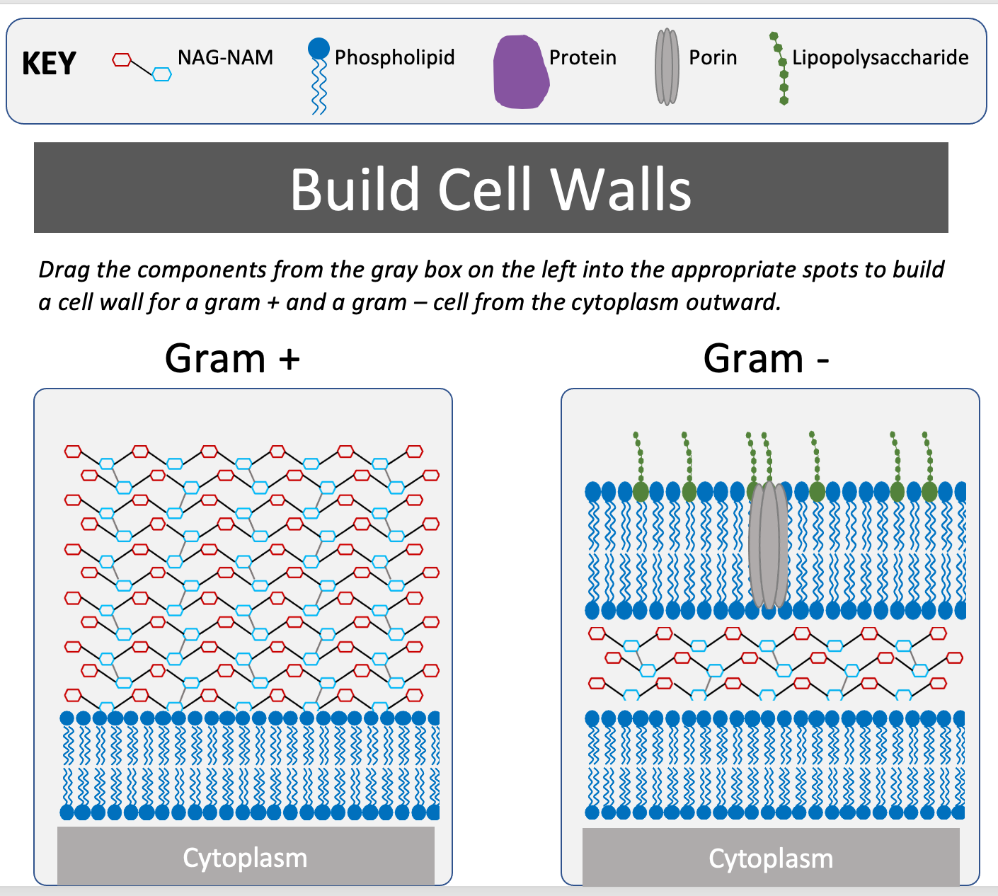 <p>Gram +: plasma/inner membrane, peptidoglycan layer (= cell wall)</p><p>Gram -: plasma/inner membrane, thin peptidoglycan layer + outer membrane (= cell wall), LPS layer w/ porins; pink</p>