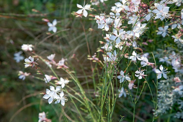 <p>A light, airy perennial with wiry stems and fluttery red-and-white flowers that resemble dancing butterflies.</p><p>-dont plant in heavy clay or wet soil</p><p></p>