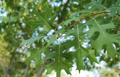 Texas Red oak 
