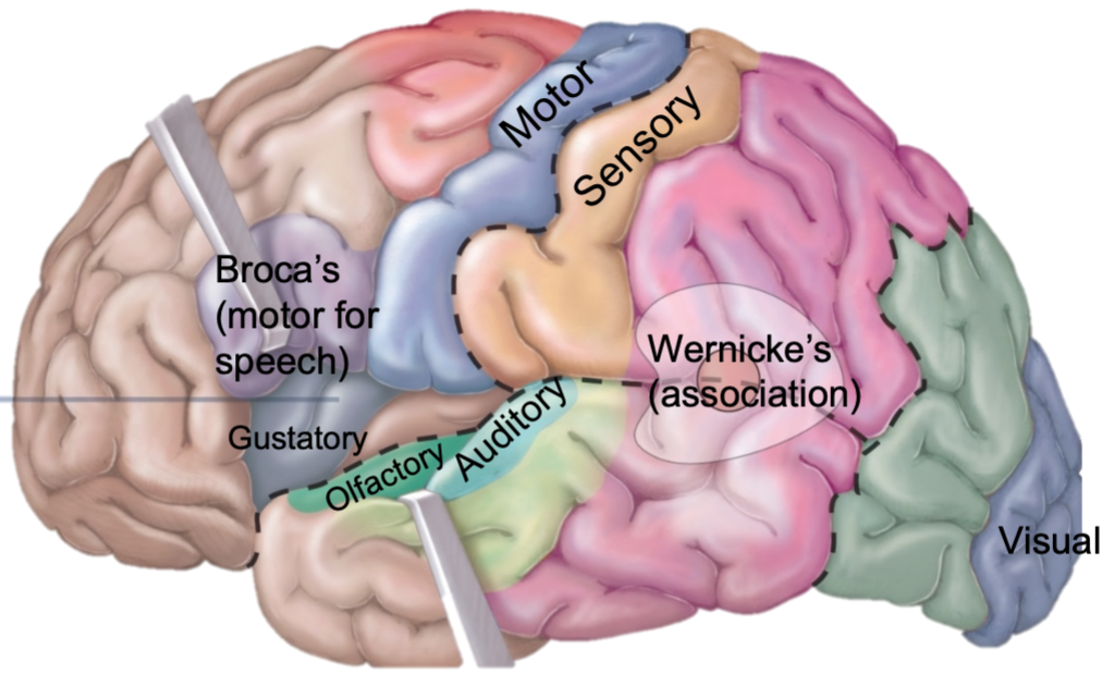 
1. Intelligence
2. Complex thinking
3. Regulates temperature 
4. Movement
5. Three types of functional areas

* Sensory; conscious awareness of sensation
* Association; integrate information
* Motor; voluntary motor functions
