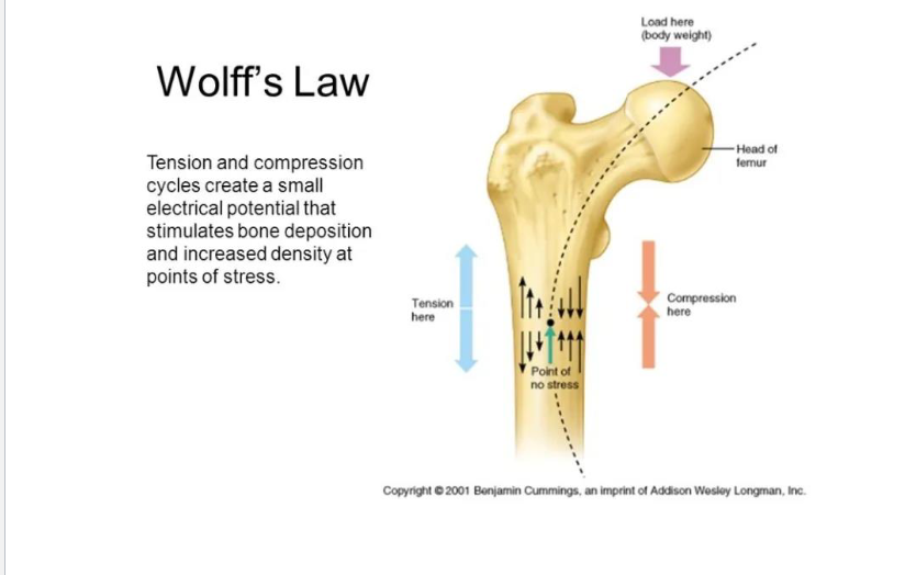 <p>Bone adapts to stress (exercise, Weight-bearing)</p>