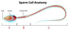 <p>Label A, B, and C on this diagram of a sperm cell</p>