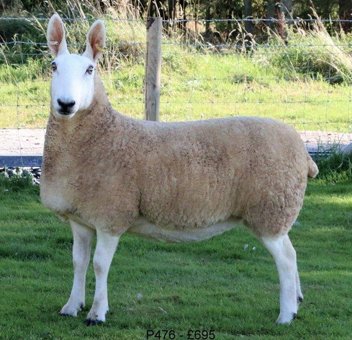 <p>What is the Name and Category of this sheep?</p>