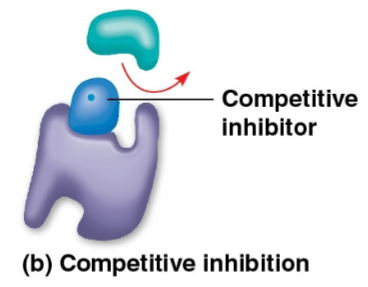 <p>Competitive inhibitors</p>