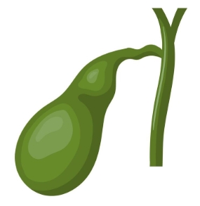 <p>What organ is shown here?</p>