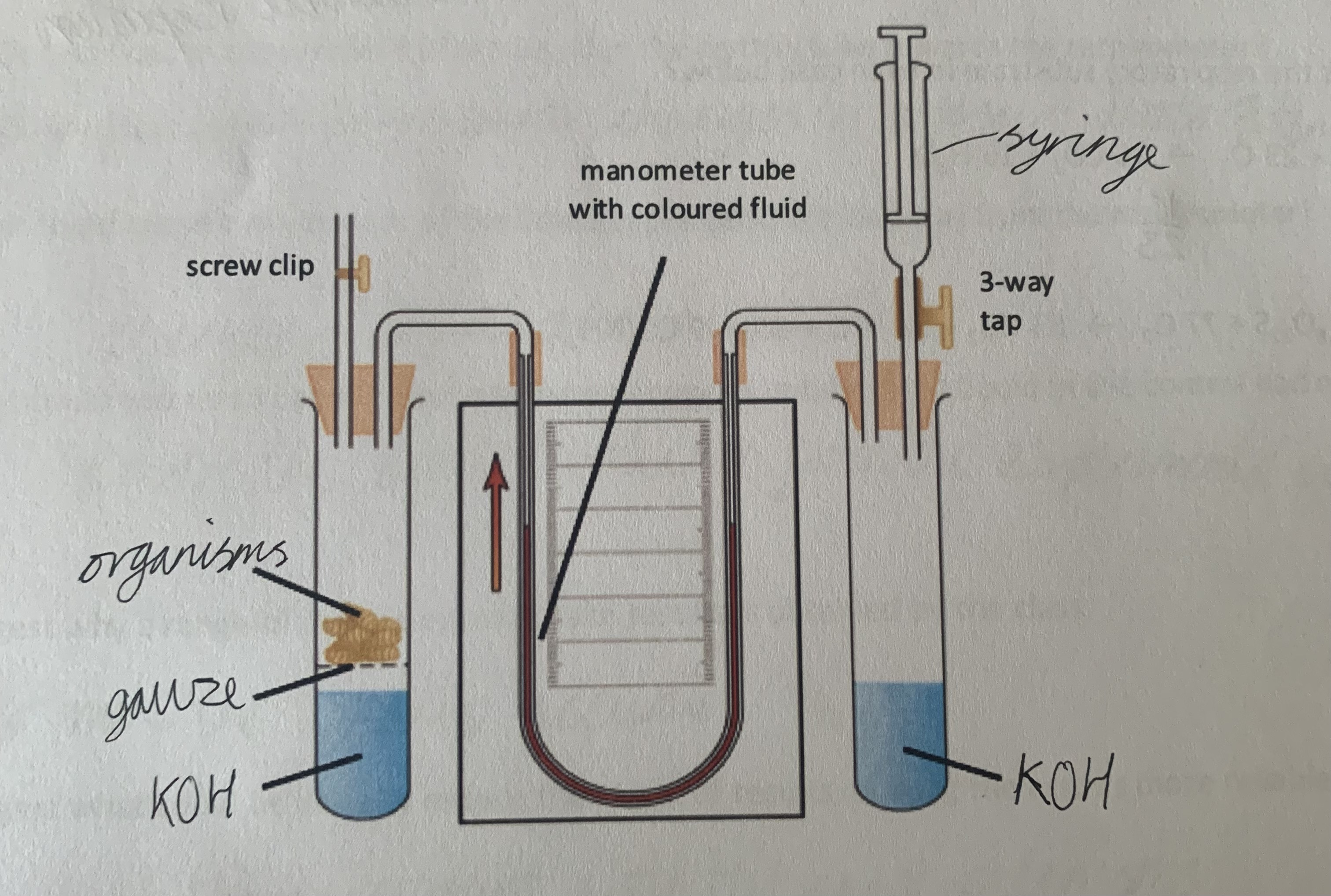 <p>used to measure the rate of respiration by measuring the rate of oxygen consumption</p>