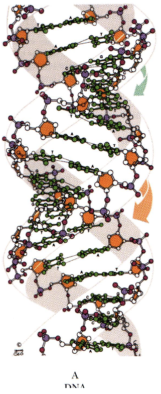 <p>DNA:RNA hybrida and RNA:RNA hybrids</p><p>11 bp per turn</p><p>right-handed helix</p><p>short and squat compared to B DNA</p>