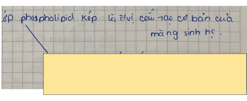 <p>Chức năng của phospholid thuộc lipid</p>