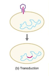 Viruses that infect bacteria 
(bacteriophages) may also move short pieces of 
chromosomal DNA from one bacterium to another in a 
process called transduction
- chromosomal DNA from the infected host bacterium is 
accidentally packaged into the phage head during phage 
assembly