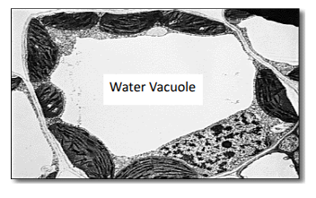 <p>water vacuole characteristics?</p>