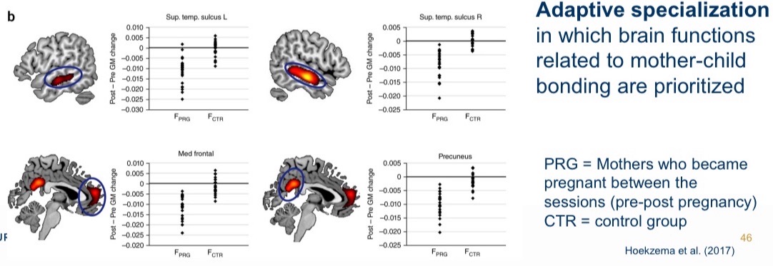 <p>Transition to parenthood leads to decrease in cognitive functions and brain volume during pregnancy - persists for at least 2 years.</p><p>Changes in brain volume positively related to maternal attachment after birth.</p>