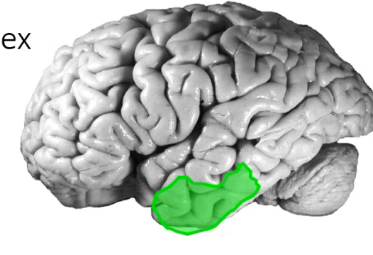 <p>damage to ____ _____ cortex can lead to visual memory problems if on left side and visual discrimination problems on right side, but can cause prosopagnosia (inability to recognize faces) on both sides </p>