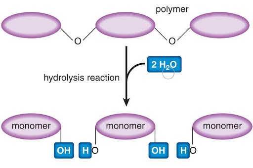 <p>Hydrolysis: add H<sub>2</sub>O</p>