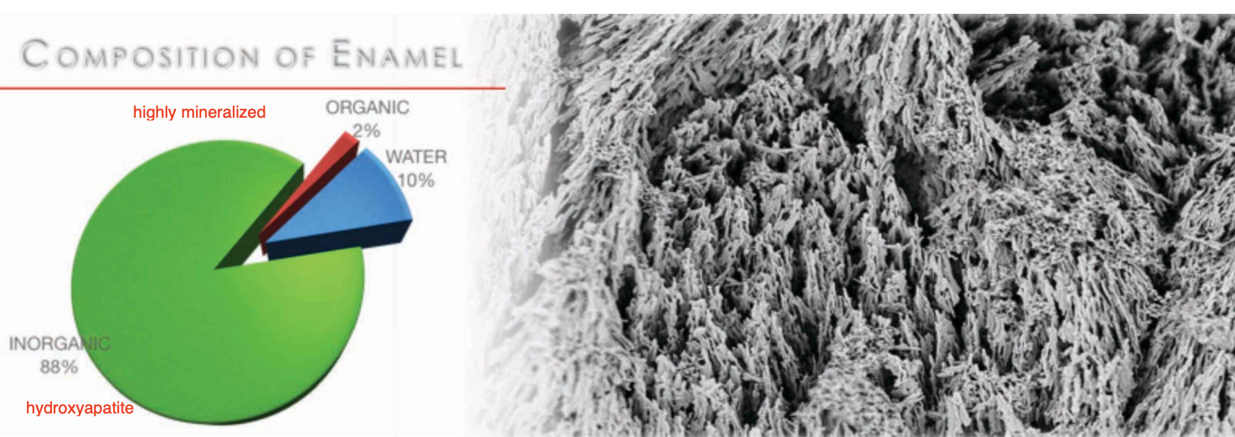 <ul><li><p>88% inorganic (hydroxyapatite)</p></li><li><p>10% water</p></li><li><p>2% organic</p></li></ul><p></p>