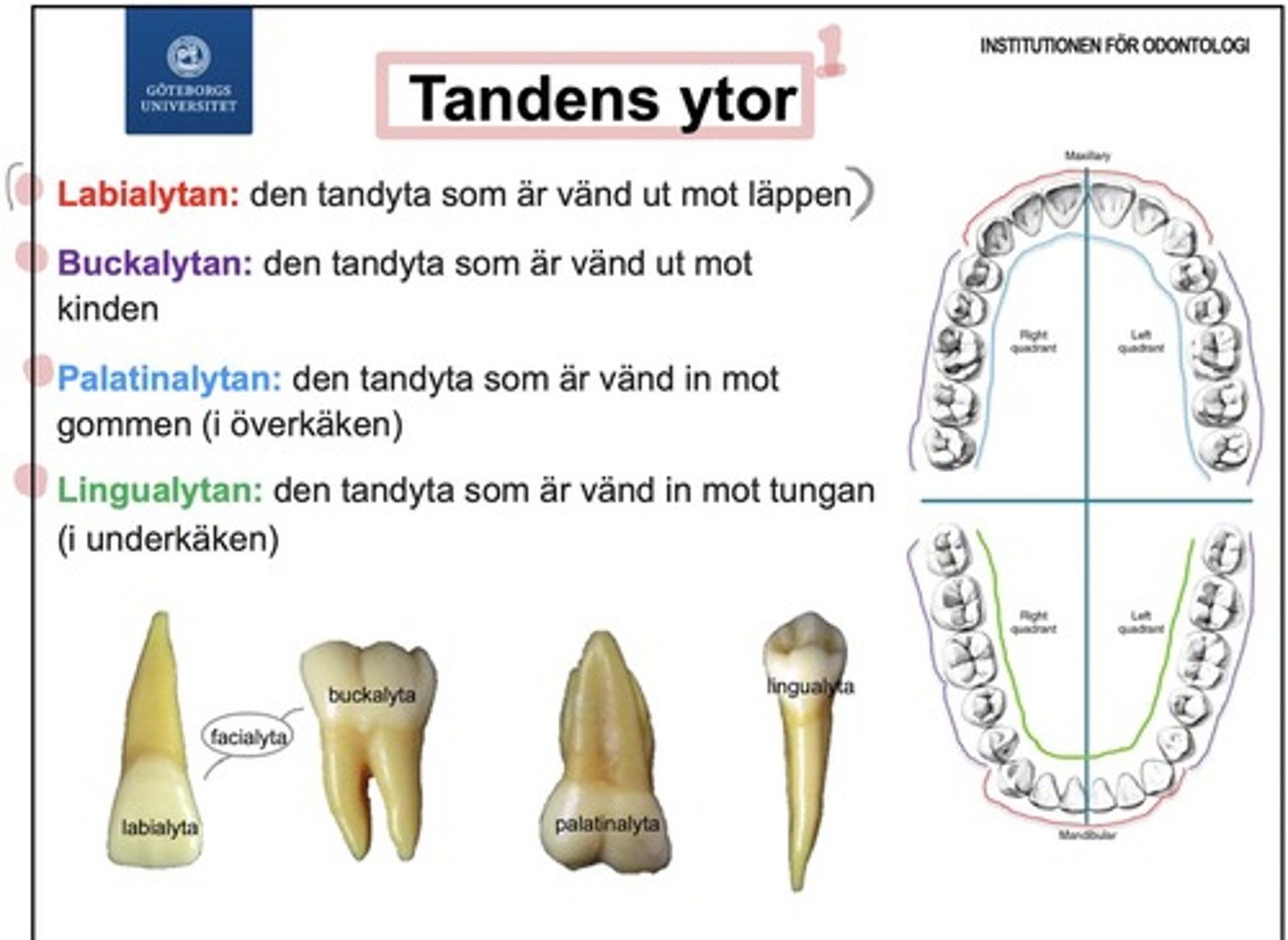<p>labialytan - ytan mot läppen<br><br>buckalytan - mot kinden<br><br>palatinalytan - mot gommen<br><br>lingualytan - mot tungan <br><br>ocklusalytan - tuggytan<br><br>incisalytan - incisivernas skär<br><br>facialytan - samlingsnamnet för labialytan och buckalytan <br><br>cervikalytan - tandhalsens yta<br><br>approximalyta - ytan mot granntanden (mesialytan eller distalytan)</p>