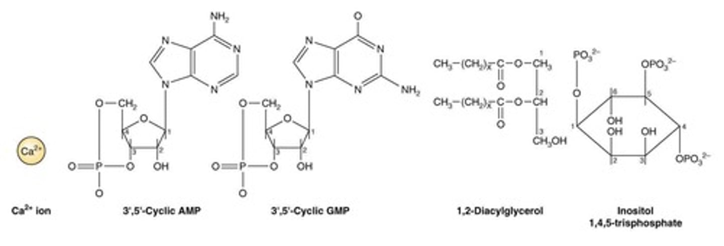 <p>Inorganic ions or organic products of enzyme-catalyzed reactions (e.g. Ca2+, cyclic AMP, cyclic GMP, inositol triphosphate, Diacylglycerol, Phosphatidylinositol 3,4,5-triphosphate)</p>