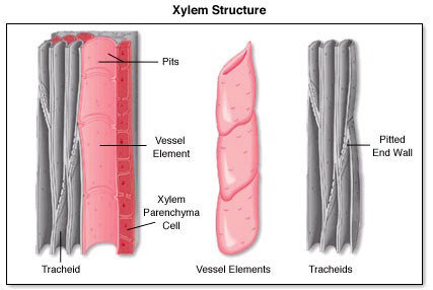 <p>1. tracheids<br>2. vessel elements</p>