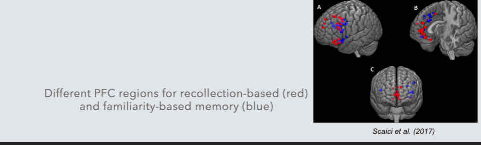 <ul><li><p>Prefrontal cortex - different prefrontal regions are involved in recollection and familiarity </p></li><li><p>An interaction between frontal-hippocampus involved in explicit memory</p></li></ul>