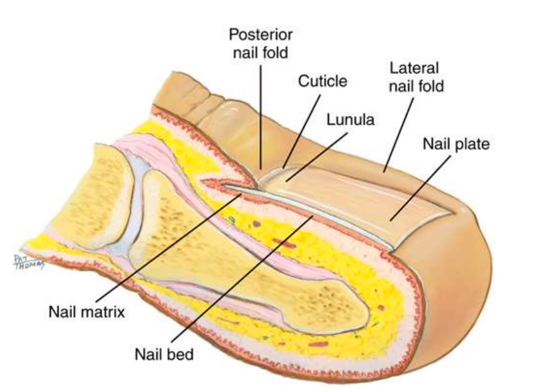 <p>Protects tip of fingers/toes.</p><p>Nail plate can alter with diseases.</p>