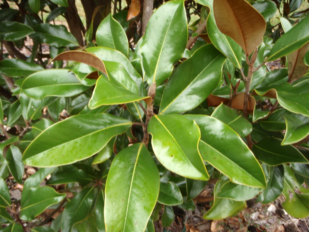 <p>Southern Magnolia</p>