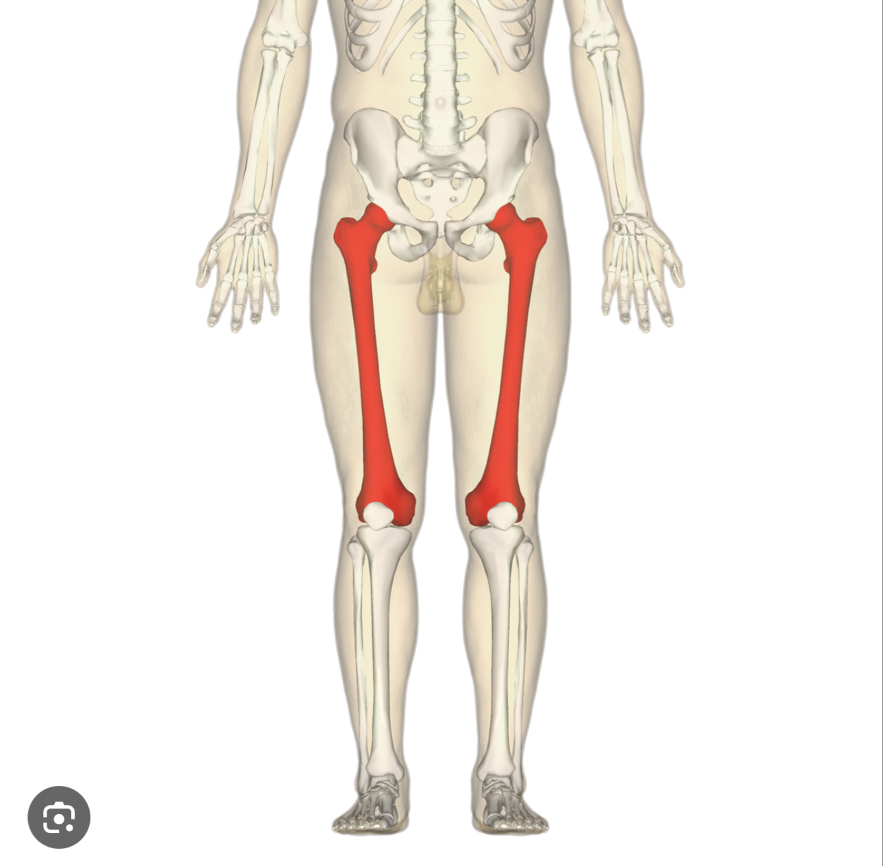 <p>THIGH</p><p>Longest and strongest bone in the body, located in upper leg or thigh</p>