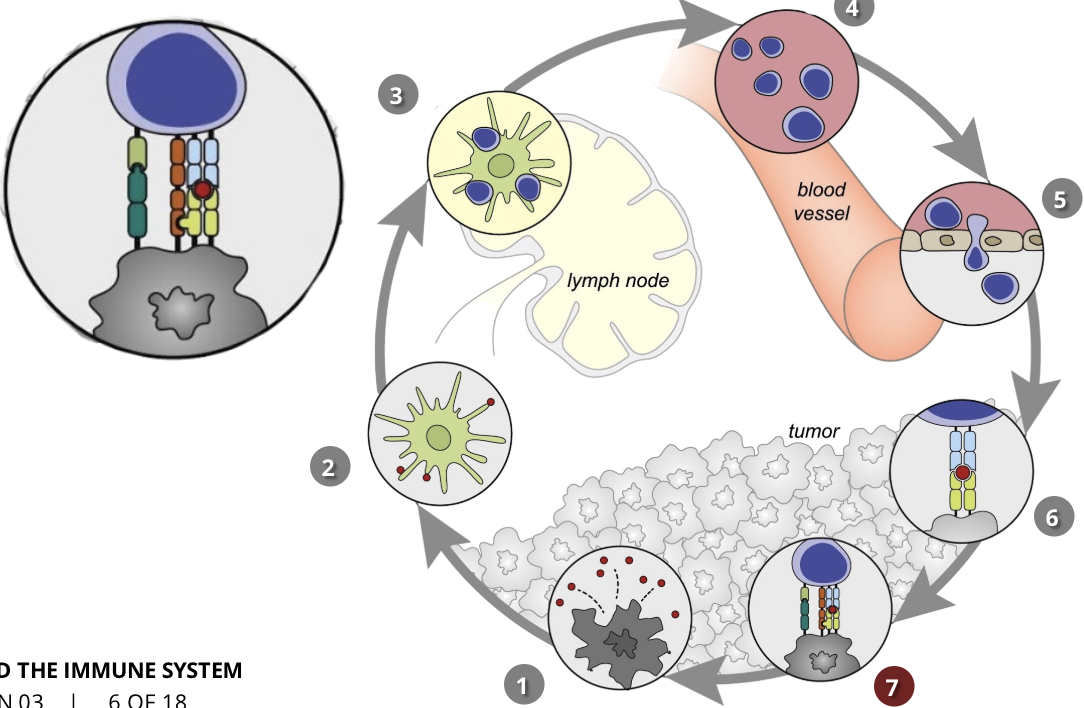 <ul><li><p>immune &amp; cancer cells</p></li><li><p>T cells initiate a pathway that results in cancer cell death</p></li></ul><p></p>