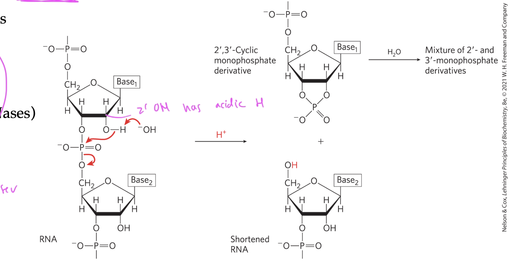 <p>alkaline (basic conditions)</p><p>enzymes (RNases)</p><ul><li><p>both cause the acidic H of the 2’ OH to be removed, so it attacks the adjacent phosphate group&nbsp;</p></li><li><p>this causes the phospodiester bond to break, so the two nucleotides split</p></li><li><p>DNA is less susceptible to hydrolysis</p></li></ul><p></p>