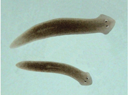 <p>Class 3-moderately tolerant</p>