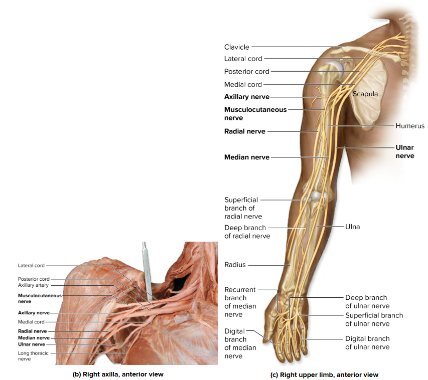 <p>The plexus is organized into five main components: <strong>Roots</strong>, <strong>Trunks</strong>, <strong>Divisions</strong>, <strong>Cords</strong>, and <strong>Terminal Branches</strong>.</p><ol><li><p><strong>Roots (Anterior Rami C5–T1):</strong></p><ul><li><p>The starting components, emerging from the intervertebral foramina.</p></li></ul></li><li><p><strong>Trunks (in the neck):</strong></p><ul><li><p><strong>Superior Trunk:</strong> Formed by C5 and C6 rami.</p></li><li><p><strong>Middle Trunk:</strong> Formed by C7 ramus.</p></li><li><p><strong>Inferior Trunk:</strong> Formed by C8 and T1 rami.</p></li></ul></li><li><p><strong>Divisions (deep to the clavicle):</strong></p><ul><li><p>Each trunk splits into an <strong>Anterior Division</strong> and a <strong>Posterior Division</strong>.</p></li><li><p><strong>Anterior Divisions</strong> contain axons for the <strong>anterior</strong> (flexor) upper limb muscles.</p></li><li><p><strong>Posterior Divisions</strong> contain axons for the <strong>posterior</strong> (extensor) upper limb muscles.</p></li></ul></li><li><p><strong>Cords (in the axilla):</strong></p><ul><li><p>Named based on their position relative to the <strong>axillary artery</strong>:</p><ul><li><p><strong>Posterior Cord:</strong> Formed by all <strong>three Posterior Divisions</strong> (contains C5–T1).</p></li><li><p><strong>Medial Cord:</strong> Formed by the <strong>Anterior Division of the Inferior Trunk</strong> (contains C8–T1).</p></li><li><p><strong>Lateral Cord:</strong> Formed by the <strong>Anterior Divisions of the Superior and Middle Trunks</strong> (contains C5–C7).</p></li></ul></li></ul></li></ol><p></p>