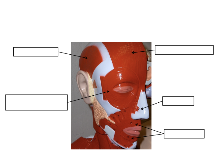 <p>Craniofacial Muscles</p>
