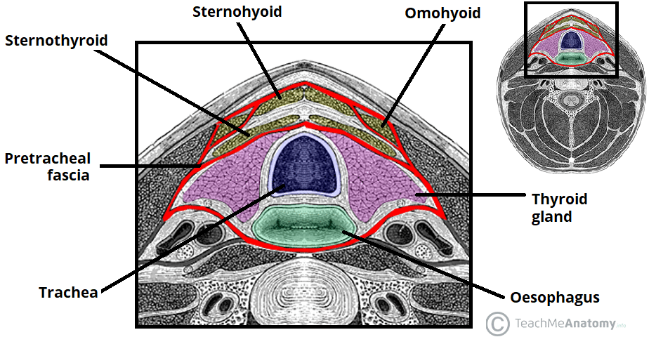 <p><strong>Layer of Deep Fascia</strong></p><ul><li><p>Located only in the anterior neck</p></li><li><p>Extends from <span style="color: red">hyoid bone to thorax</span> (merging w/ fibrous pericardium)</p></li><li><p><u>2 Parts:</u></p><ul><li><p><strong>Muscular part</strong> — encloses infrahyoid muscles</p></li><li><p><strong>Visceral part</strong> — encloses thyroid gland, trachea, esophagus</p></li></ul></li></ul><p></p>