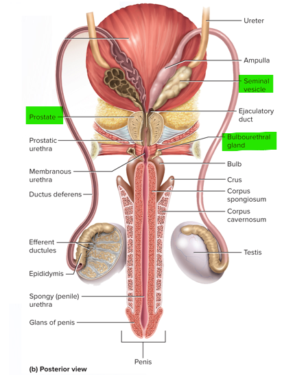 <p>Seminal vesicles, prostate and bulbourethral glands </p>