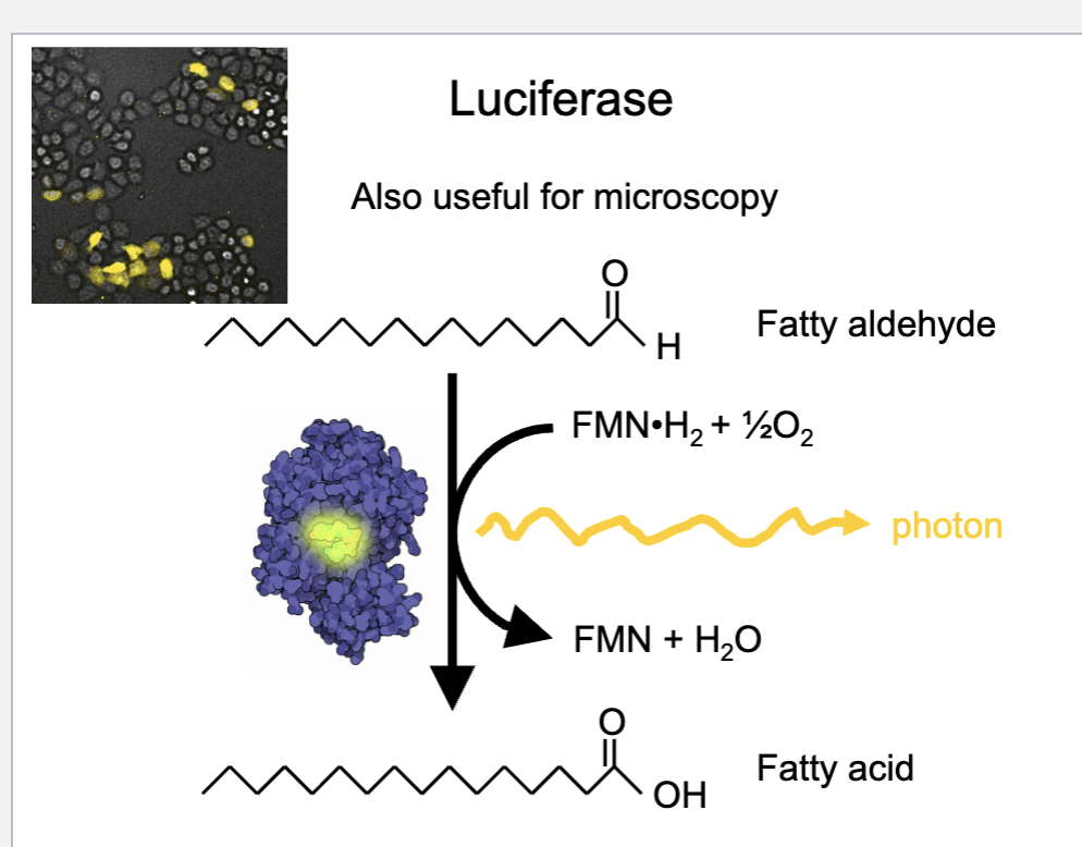 <p><span><span>What type of substrate does luciferase convert to produce light?</span></span></p>