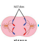 <p><span>- NST tách nhau tại tâm động trượt trên thoi vô sắc di chuyển về hai cực tế bào.</span></p>